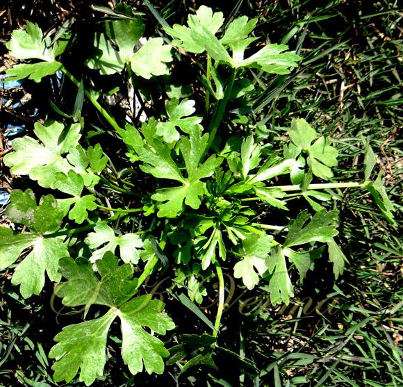 Basal leaves